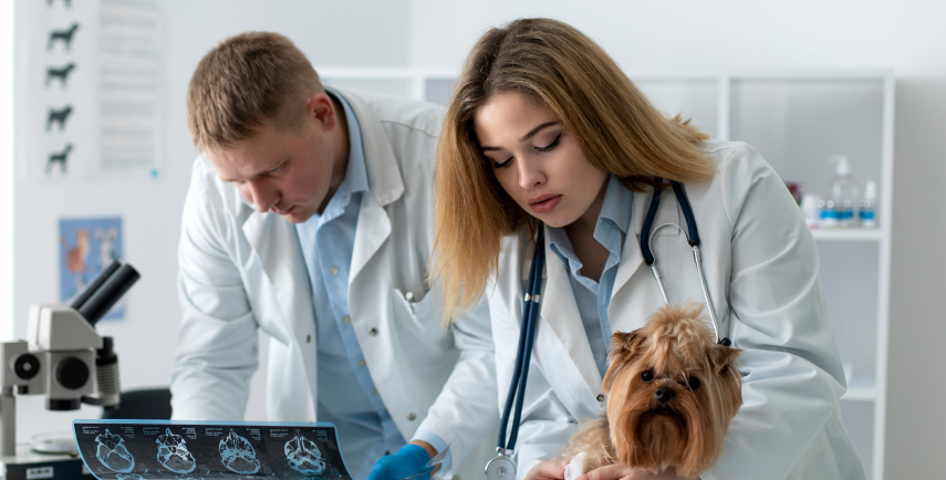 Veterinary Diagnostics Mobile Application